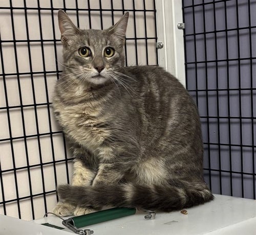 TNR - Domestic Short Hair available for adoption