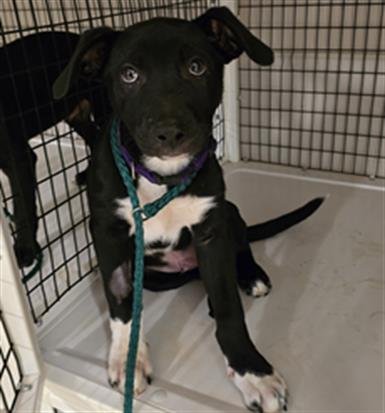 FELIX - Pit Bull Terrier / German Shepherd Dog available for adoption