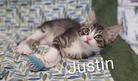 JUSTIN - Photo 1