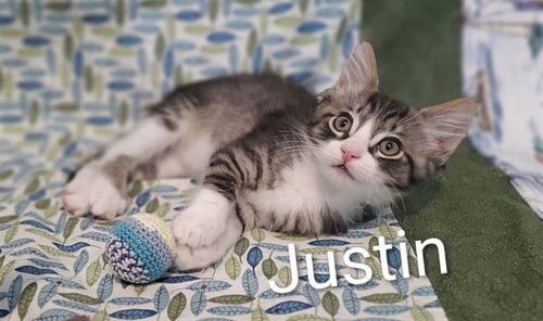 JUSTIN - Domestic Short Hair available for adoption