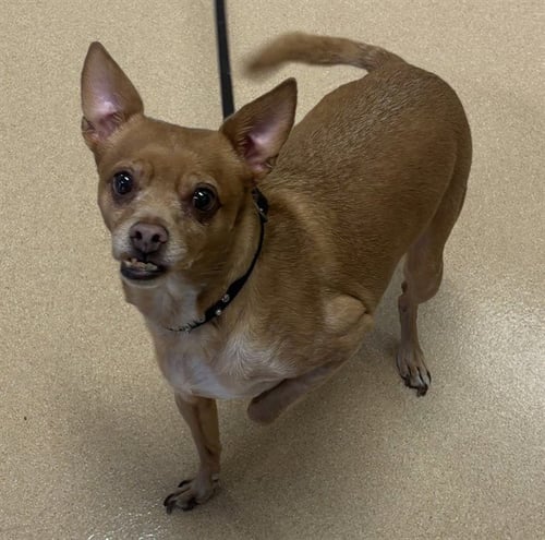CHEMO - Miniature Pinscher / Chihuahua available for adoption