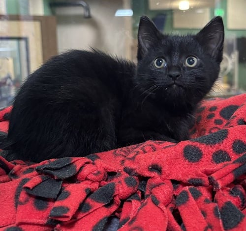 EENIE - Domestic Short Hair available for adoption