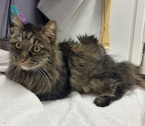 SISTER - Domestic Long Hair available for adoption