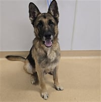ACE - Photo 1