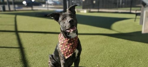 KRYPTO - German Shepherd Dog available for adoption