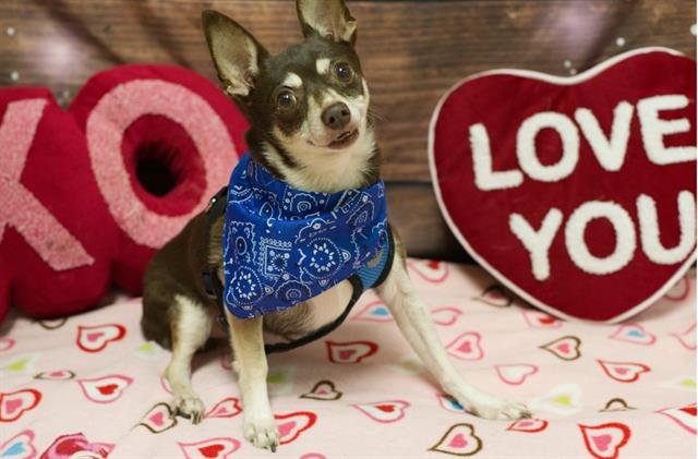 CHARLES - Chihuahua available for adoption