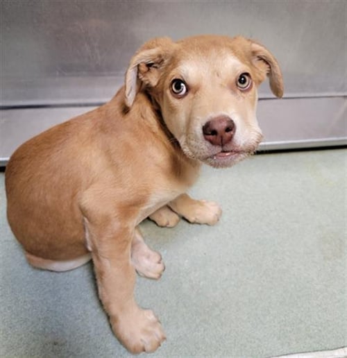 JASPER - Labrador Retriever available for adoption