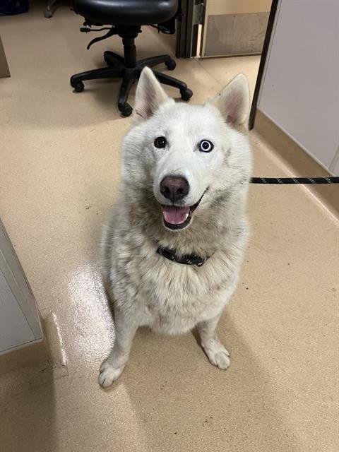 BUTTON - Siberian Husky available for adoption