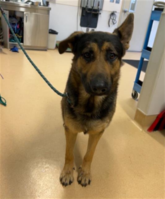 PLUTO - German Shepherd Dog available for adoption