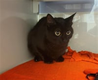 KITTY - Photo 1