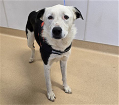 SALEM - Border Collie / Anatolian Shepherd available for adoption