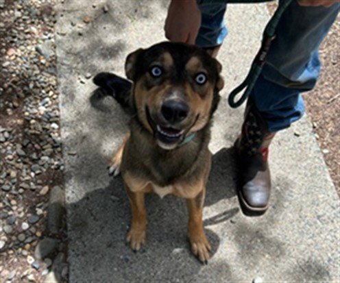 SALLY - German Shepherd Dog / Siberian Husky available for adoption