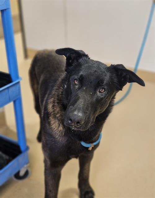 CYCLONE - Belgian Shepherd Malinois available for adoption