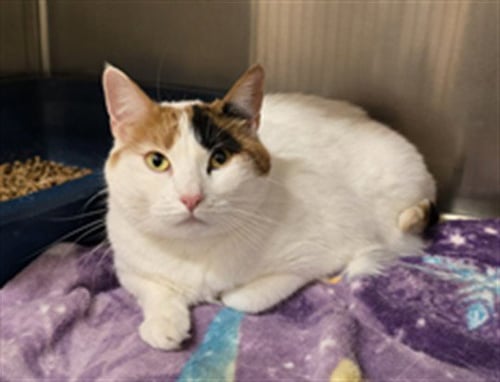 PAULA - Domestic Short Hair available for adoption