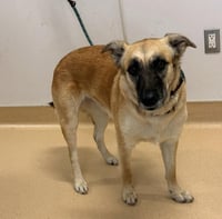 HAZEL - Photo 1