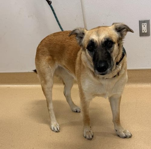 HAZEL - German Shepherd Dog available for adoption