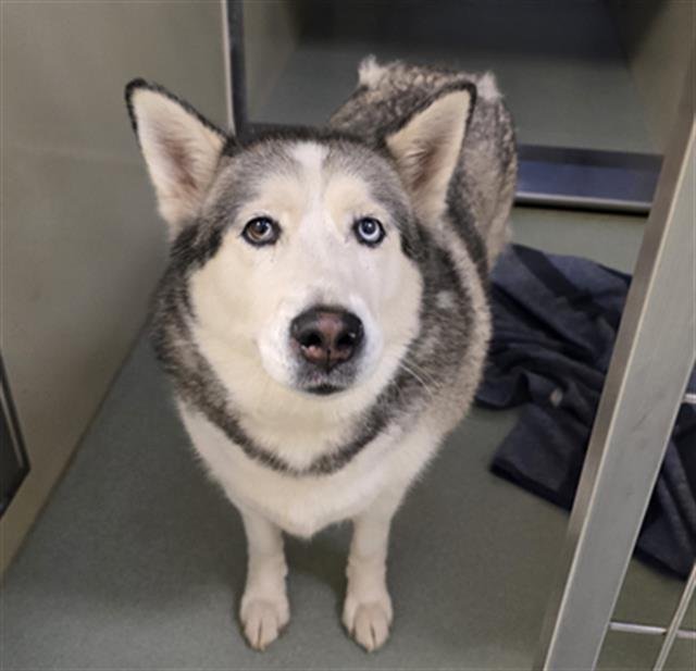 SKY - Siberian Husky available for adoption