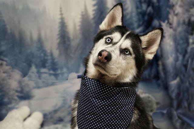 JACKSON - Siberian Husky available for adoption