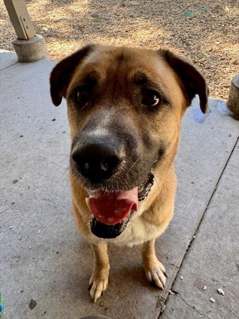 ALI - Boxer / Saint Bernard available for adoption