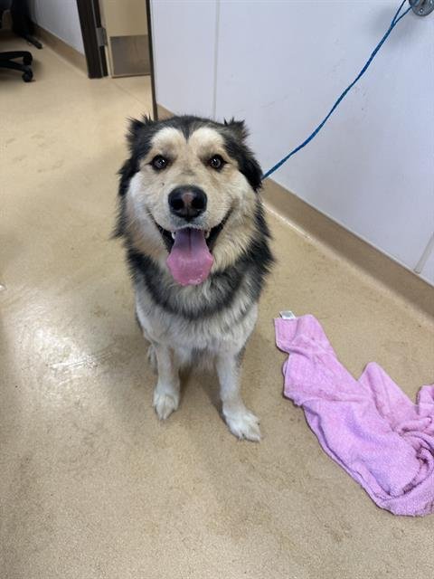 HANK - Siberian Husky / Australian Shepherd available for adoption