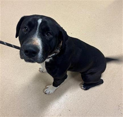 MAIZEY - Pit Bull Terrier available for adoption