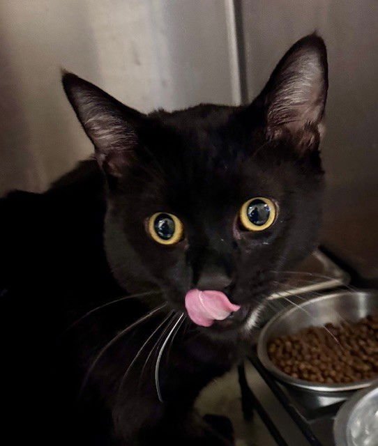 EEYORE - Domestic Short Hair available for adoption