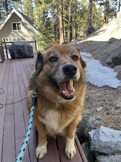 SUNNY - Golden Retriever available for adoption