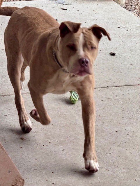 LIAM - Pit Bull Terrier available for adoption