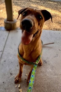 ODIE - Photo 1