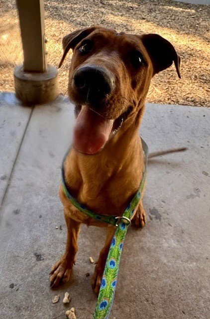 ODIE - Labrador Retriever available for adoption