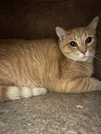 MILO - Photo 1