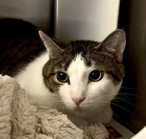 DANIEL - Domestic Short Hair for adoption in Overland Park