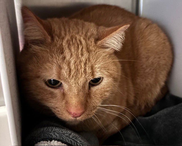 DAISY - Domestic Medium Hair available for adoption