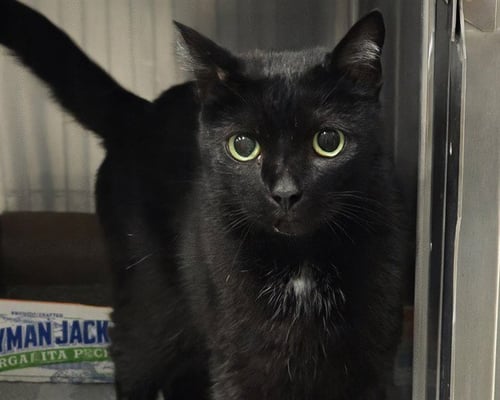CLEO - Domestic Short Hair for adoption in Independence