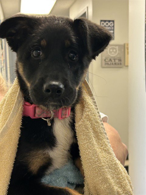 DELILAH