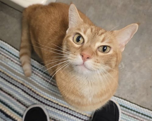 TIGGER - Domestic Short Hair for adoption in Overland Park