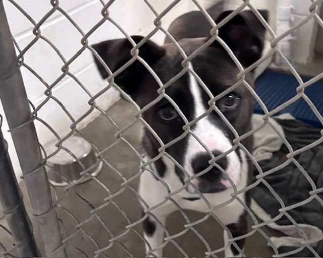 ANNA - Border Collie / Labrador Retriever available for adoption