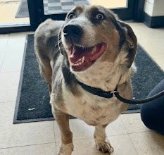 JOLLY ROGER - Basset Hound for adoption in Overland Park