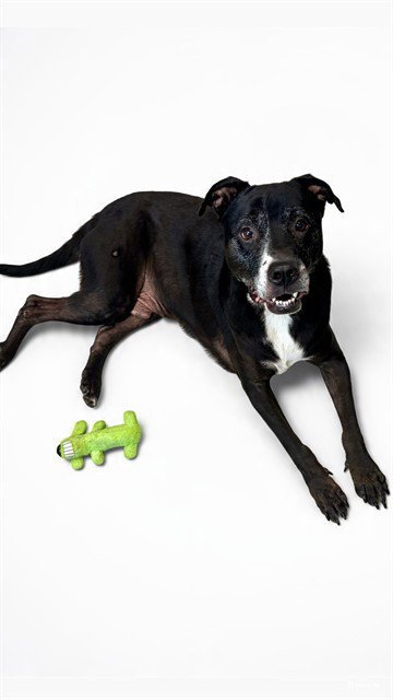 TANK - Labrador Retriever / American Pit Bull Terrier for adoption in Overland Park