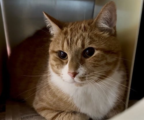 WHITLEY - Domestic Short Hair for adoption in Overland Park