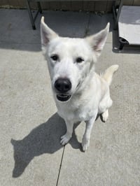 ELVIS - Photo 1