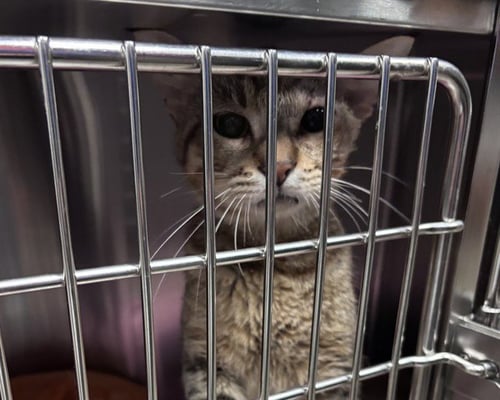 O'MALLEY - Domestic Short Hair for adoption in Overland Park