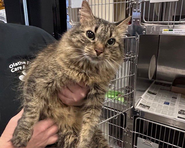 LUCI - Domestic Medium Hair available for adoption