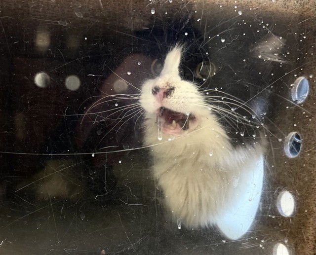 KELLER - Domestic Short Hair available for adoption