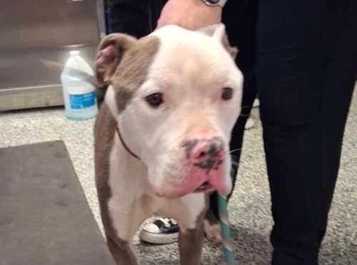 PUMBA - Pit Bull Terrier for adoption in Overland Park