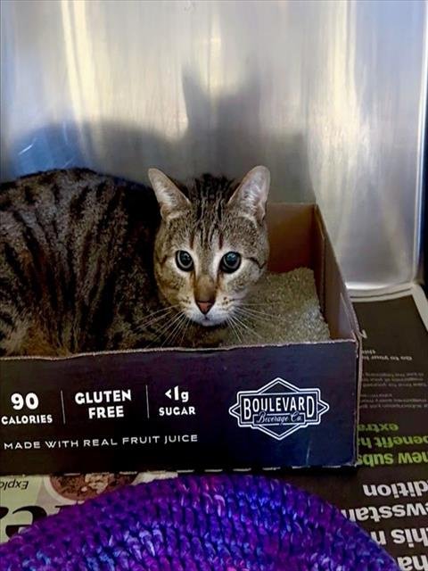 SNAKE - Domestic Short Hair available for adoption