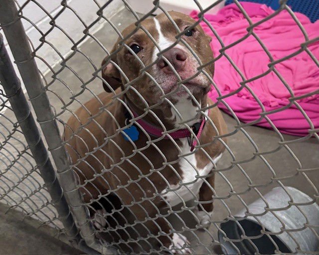 MILLIE - Pit Bull Terrier available for adoption