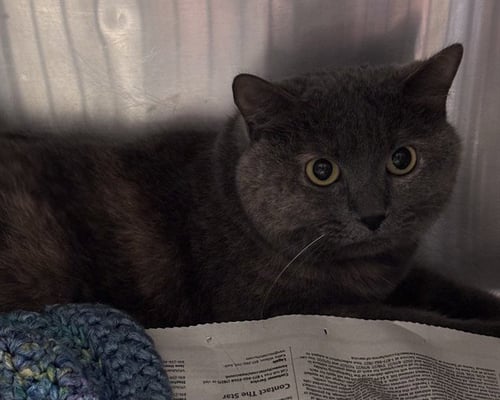 STORMY - Domestic Short Hair for adoption in Overland Park