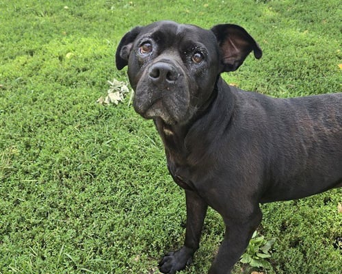 MAIDEN - Pit Bull Terrier for adoption in Overland Park
