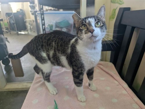 *JENNIFUR - Domestic Short Hair available for adoption